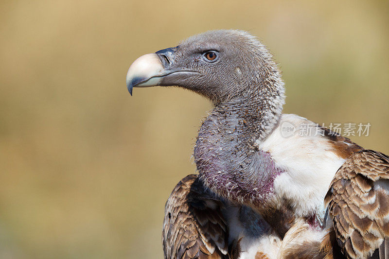 Rappell’s Vulture，坦桑尼亚，非洲